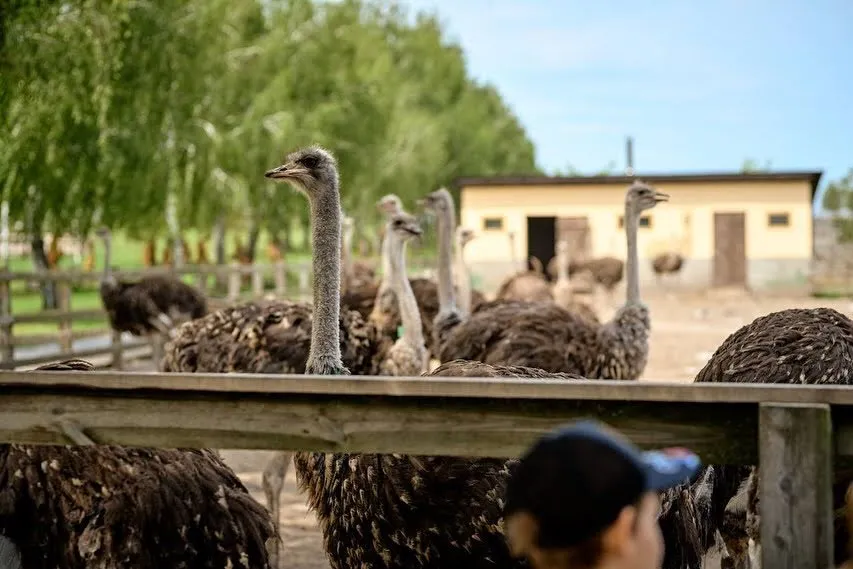 Подарувати мамі свіжі яскраві враження – екскурсію за місто