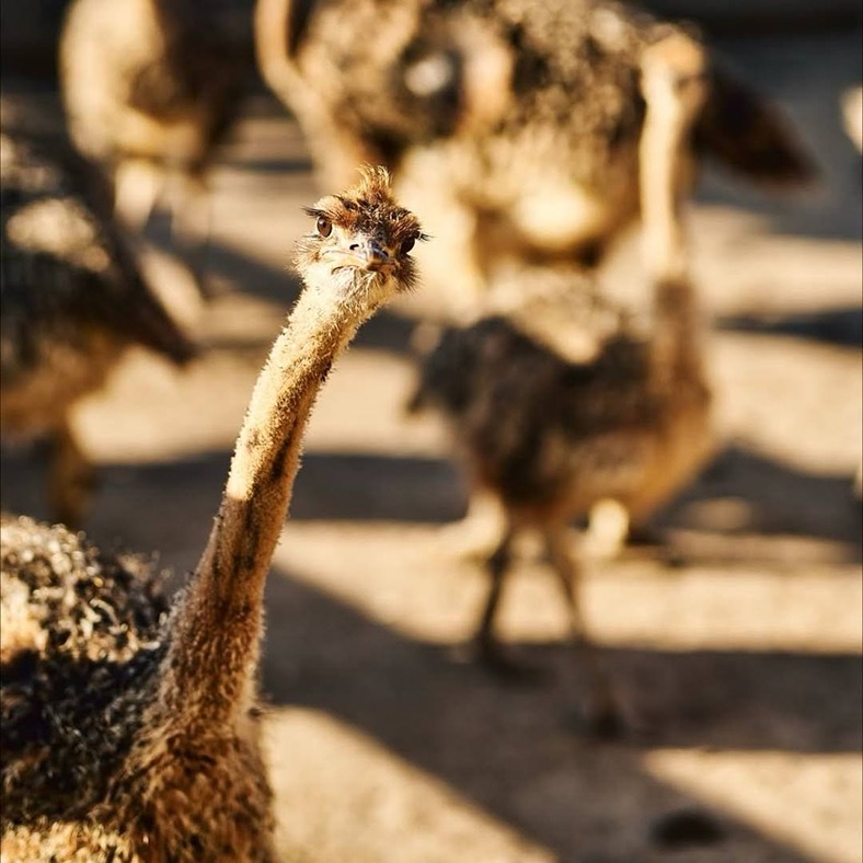 Страус на страусиній фермі в Ясногородці