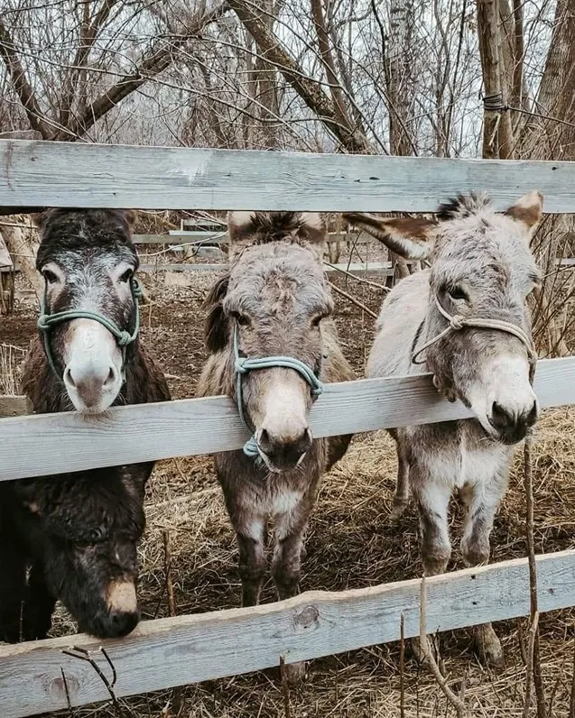 Веселая поездка на ослиную ферму – отличный подарок жене на 14 февраля