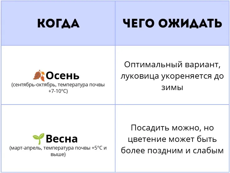 Когда садят тюльпаны: осенью или весной