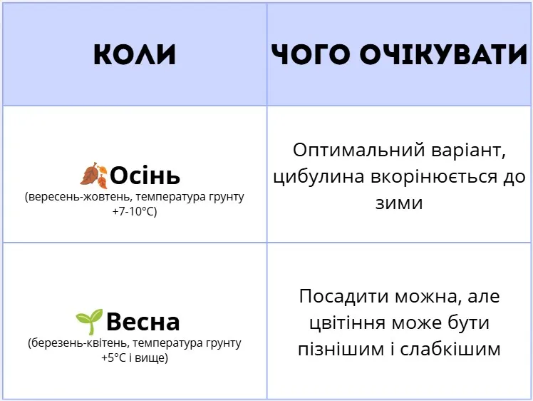 Коли висаджувати цибулини тюльпанів